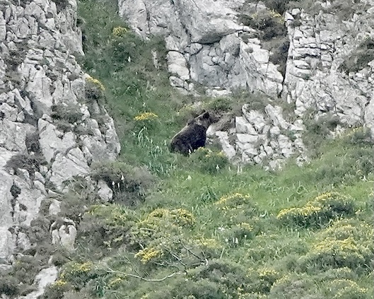 Cantabrian brown bear